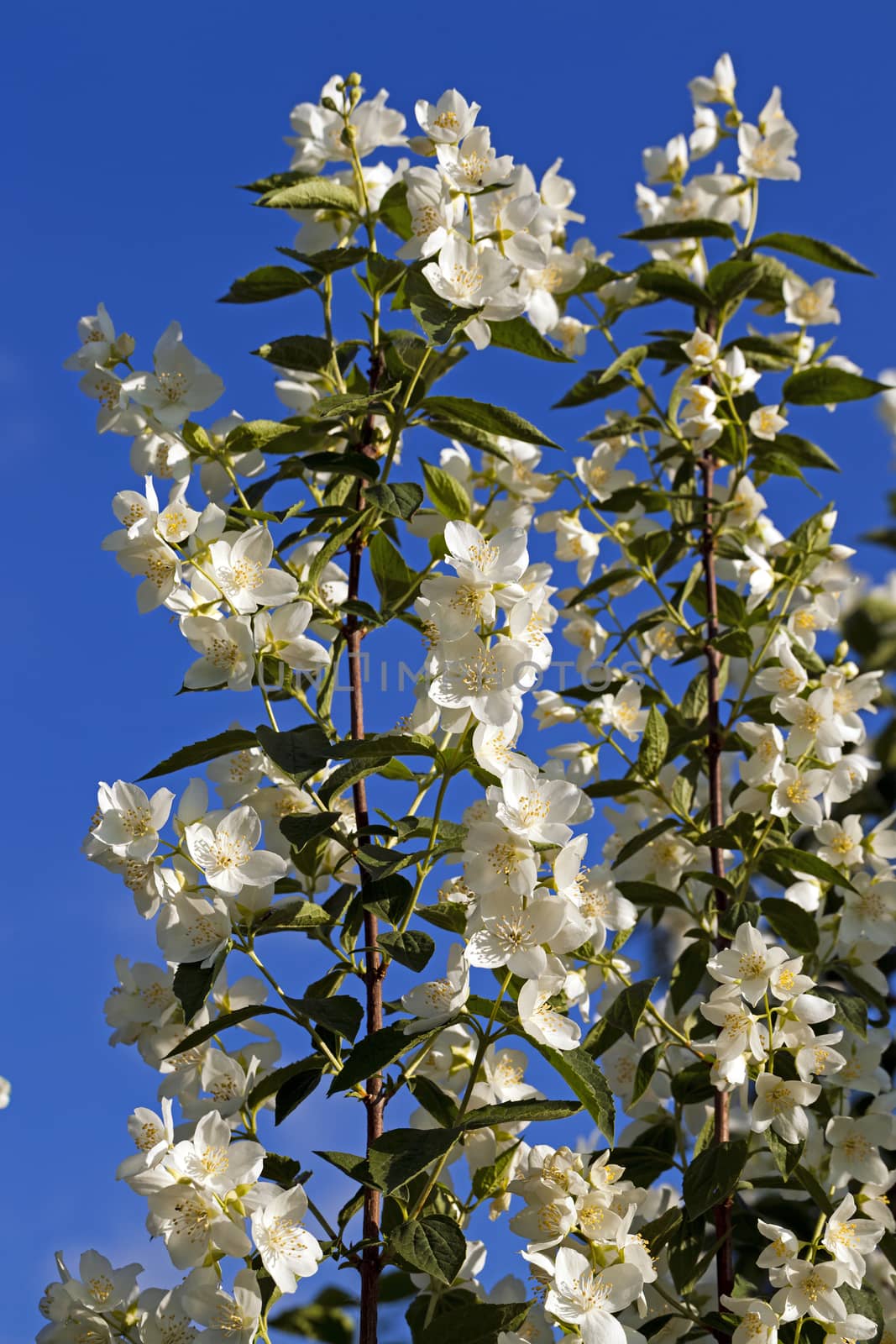  the white flowers of a jasmine photographed by a close up