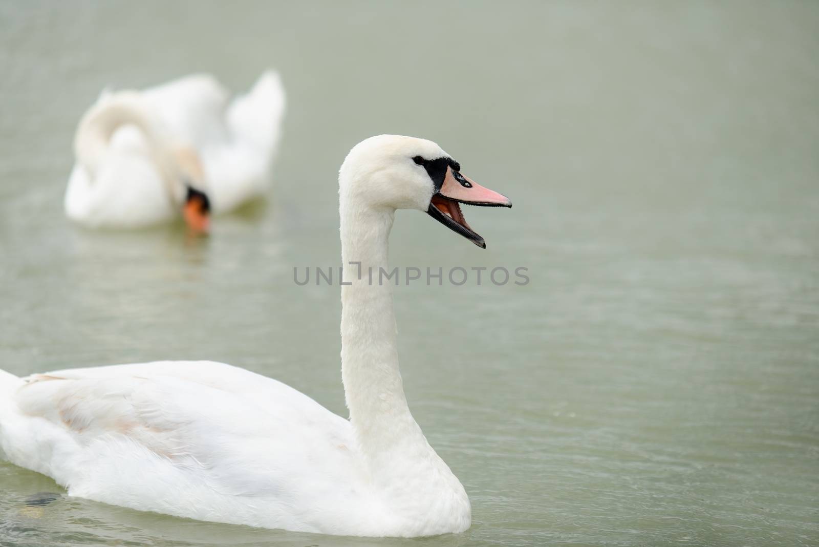 Swan swimming with ducks swimming on lake