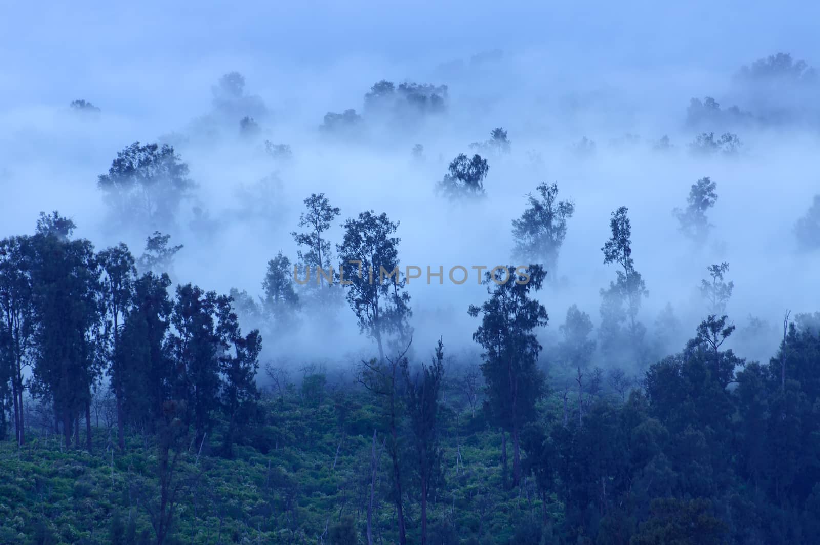 Trees in the fog, Ijen Volcano, Indonesia by johnnychaos