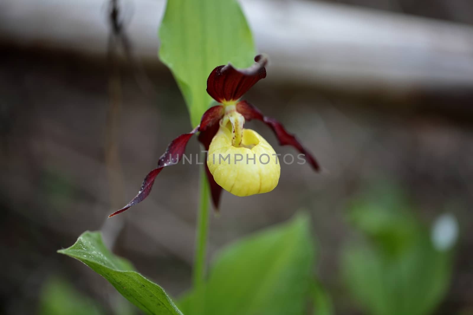 Ladys slipper Orchid (Cypripedium calceolus)