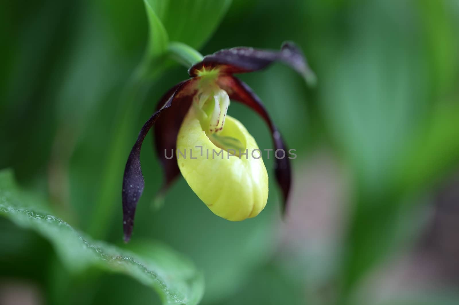 Ladys slipper Orchid (Cypripedium calceolus)