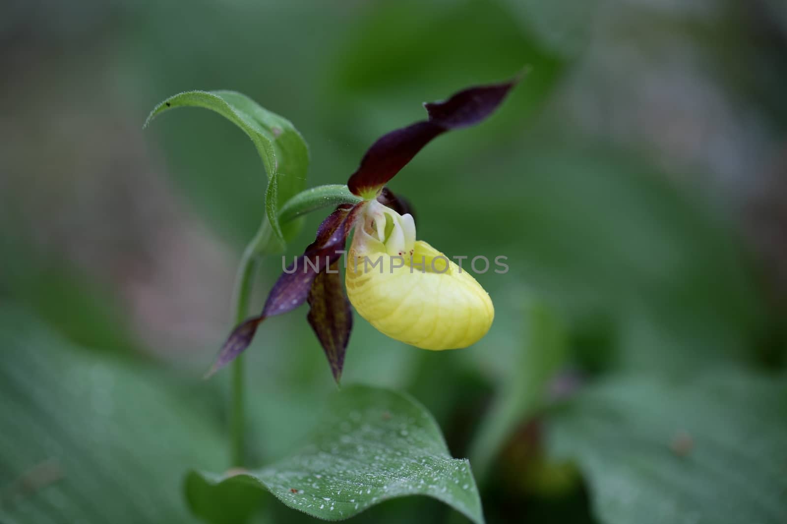 Ladys slipper Orchid (Cypripedium calceolus)