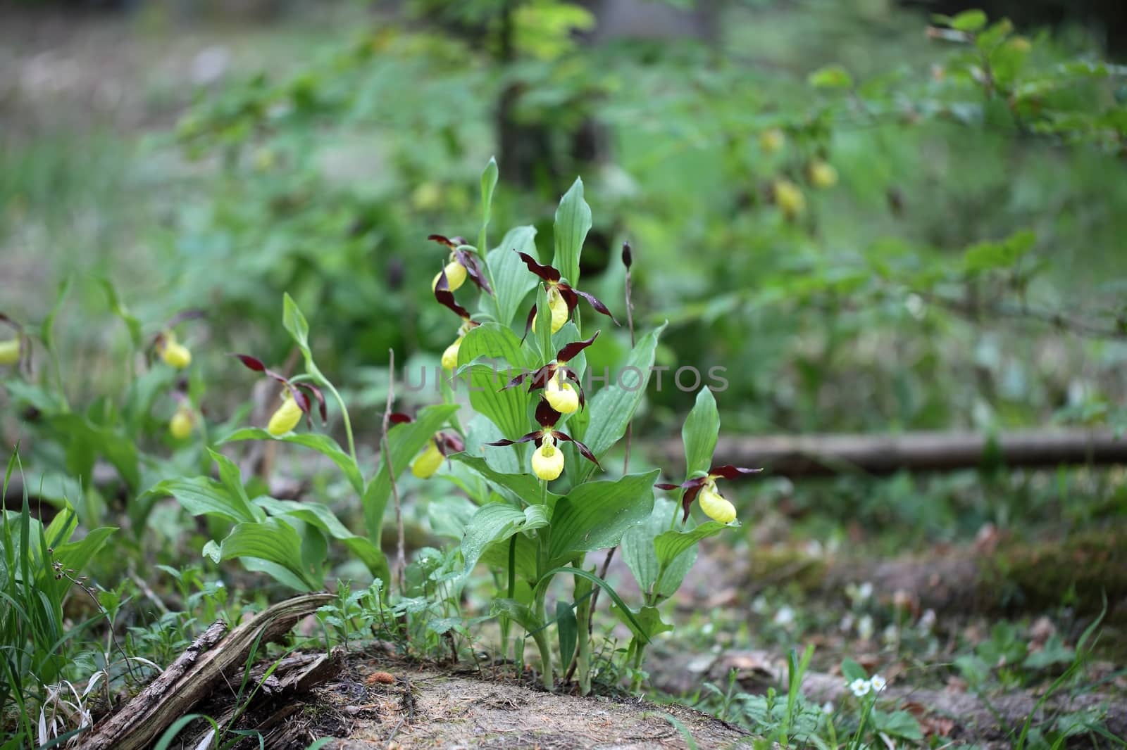 Ladys slipper Orchids (Cypripedium calceolus)