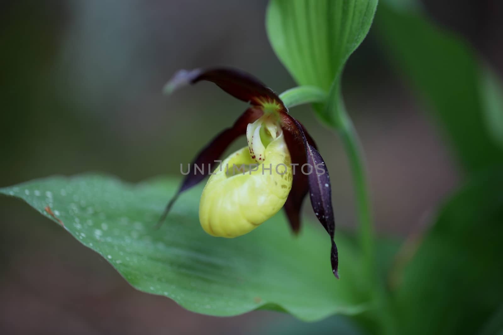 Ladys slipper Orchid (Cypripedium calceolus) Ladys slipper Orchid (Cypripedium calceolus) 