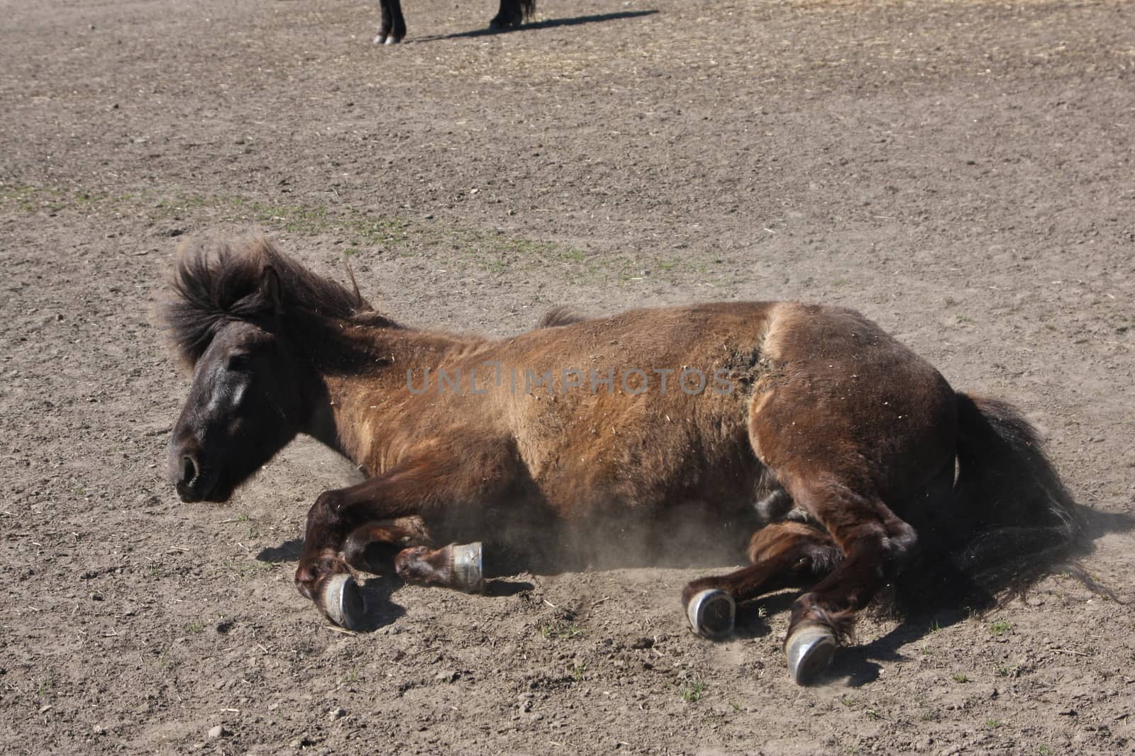 Icelandic horse in spring in denmark