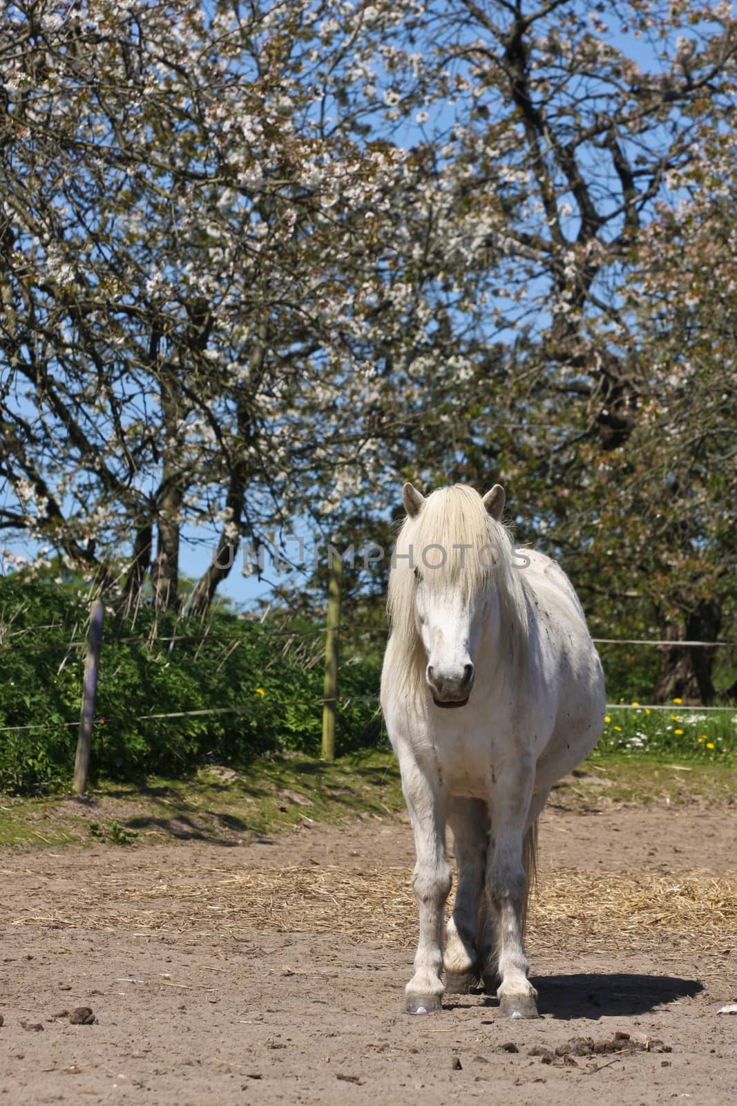 Icelandic horse in spring in denmark