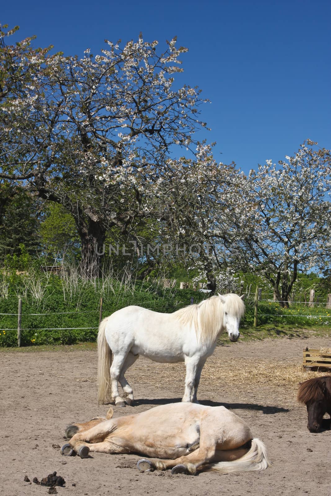 Icelandic horse in spring in denmark