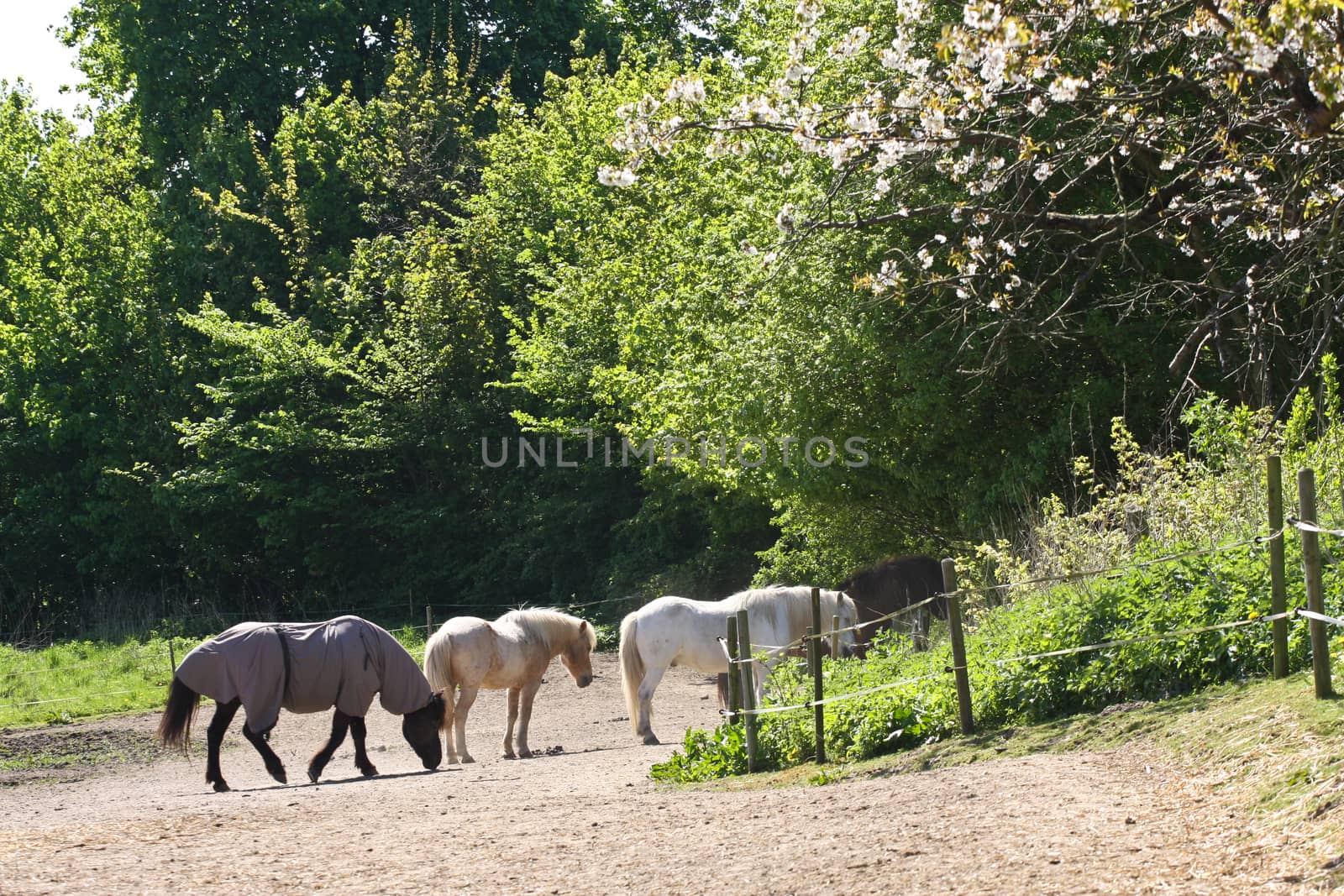 Icelandic horse in spring in denmark