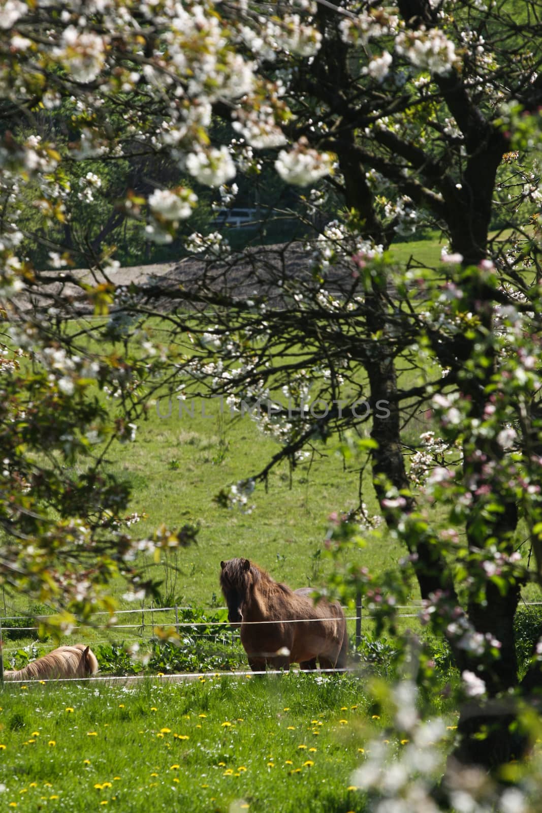 Icelandic horse in spring in denmark
