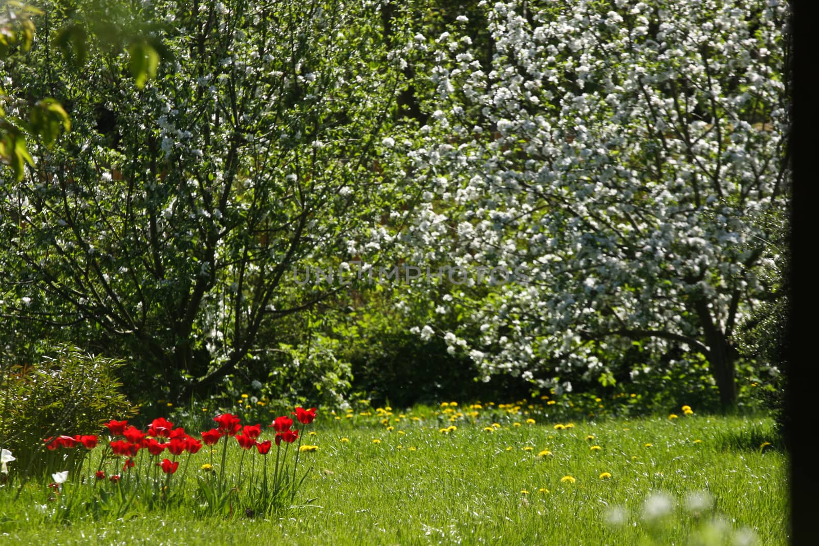 Garden in spring with red flowers