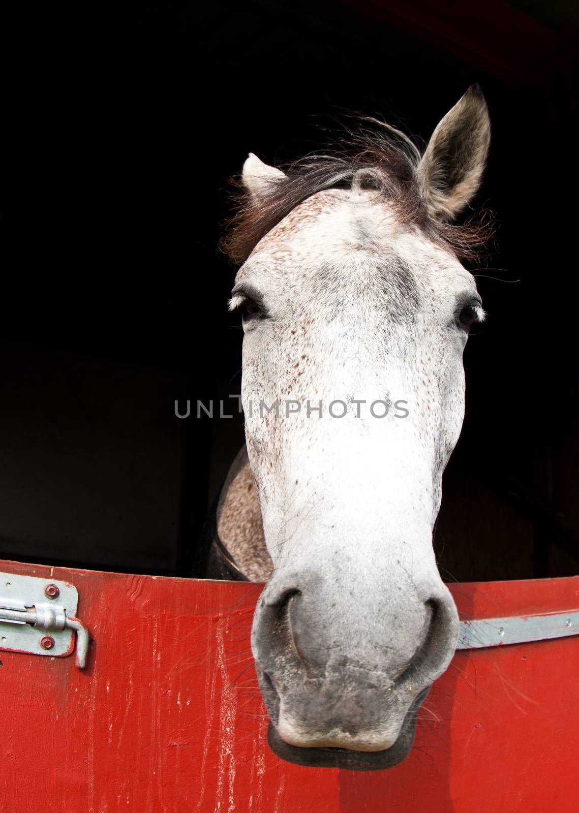 Horse show in denmark in the summer: white horses in boxes