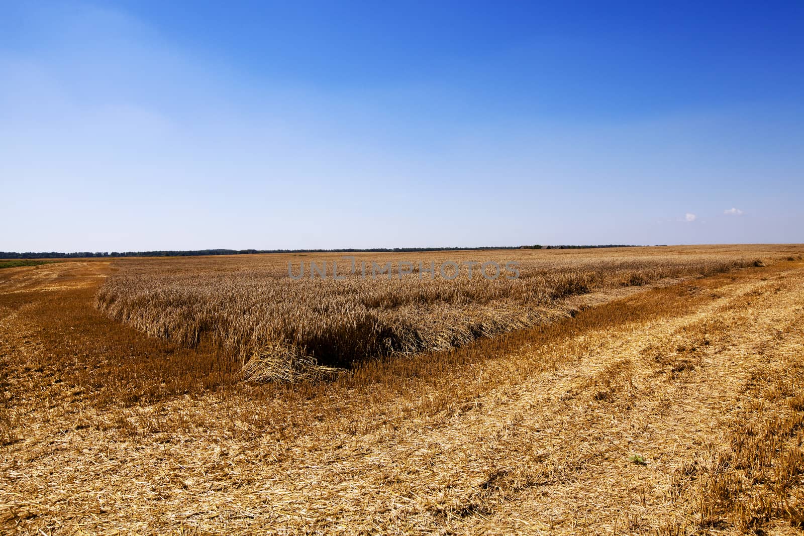   an agricultural field on which wheat cleaning is carried out