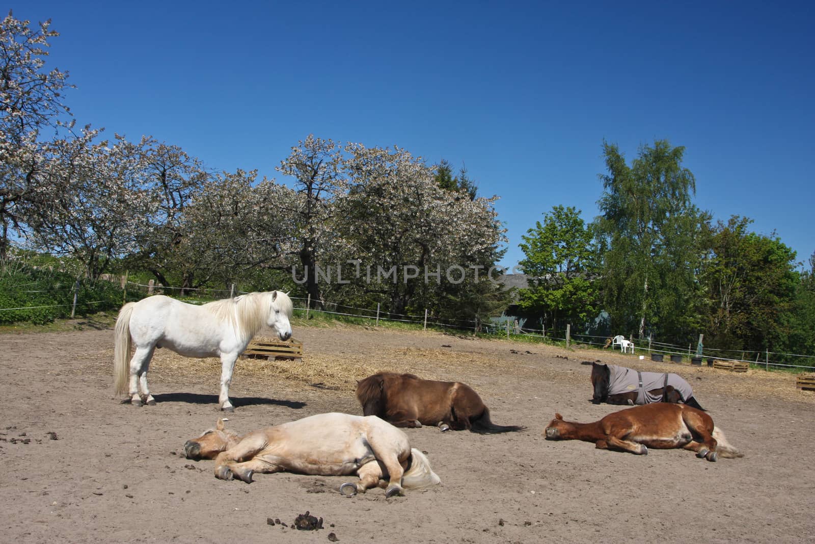 Icelandic horse in spring in denmark