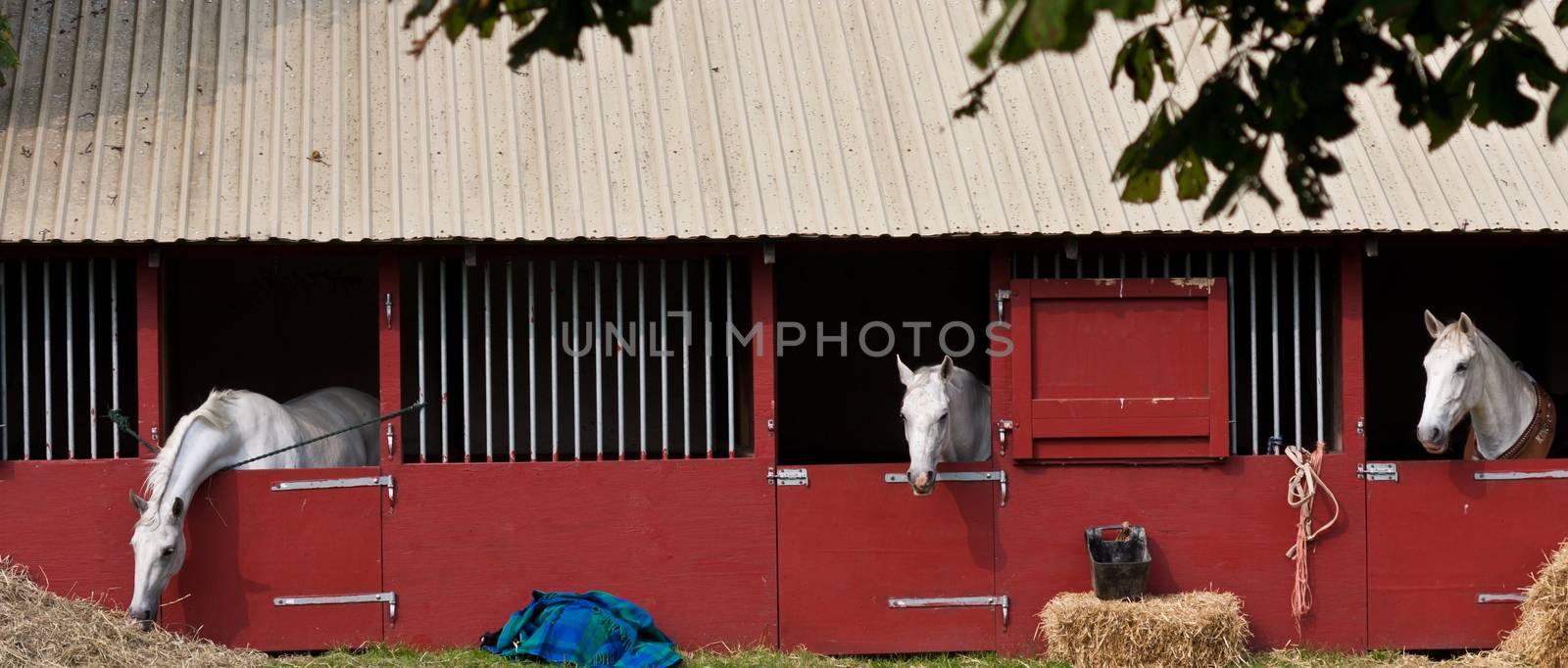 Horse show in denmark in the summer: white horses in boxes