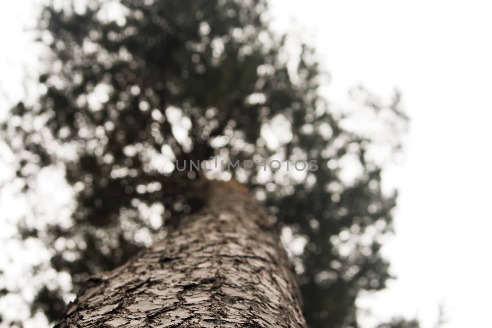 View up a tree trunck with top blurred