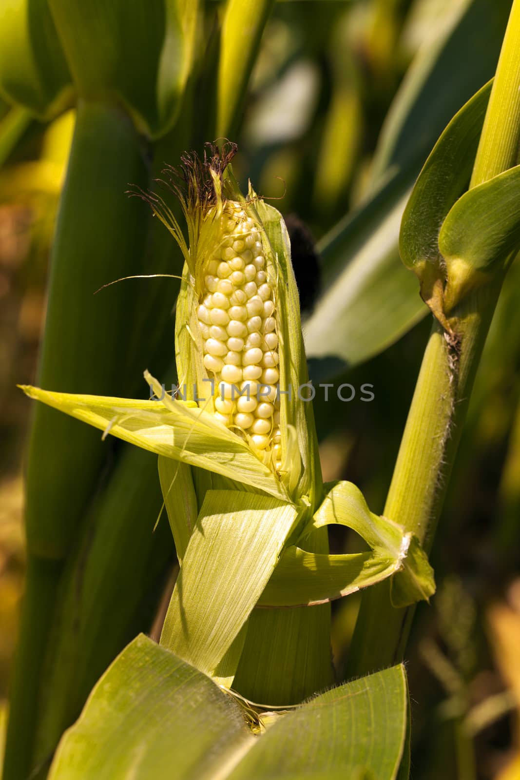  opened still not ripened a corn shoot with unripe grains of corn