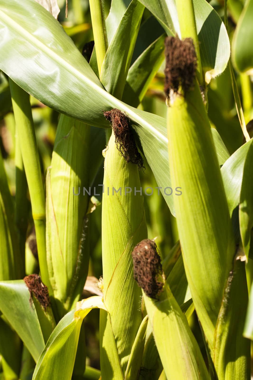   photographed by a close up ears mature corn