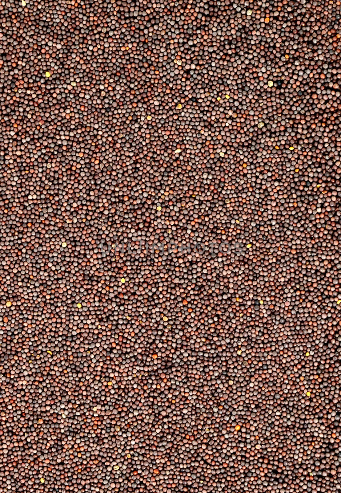 Brown Mustard Seeds as a background