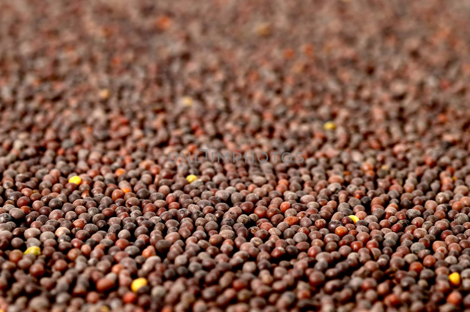 Brown Mustard Seeds as a background