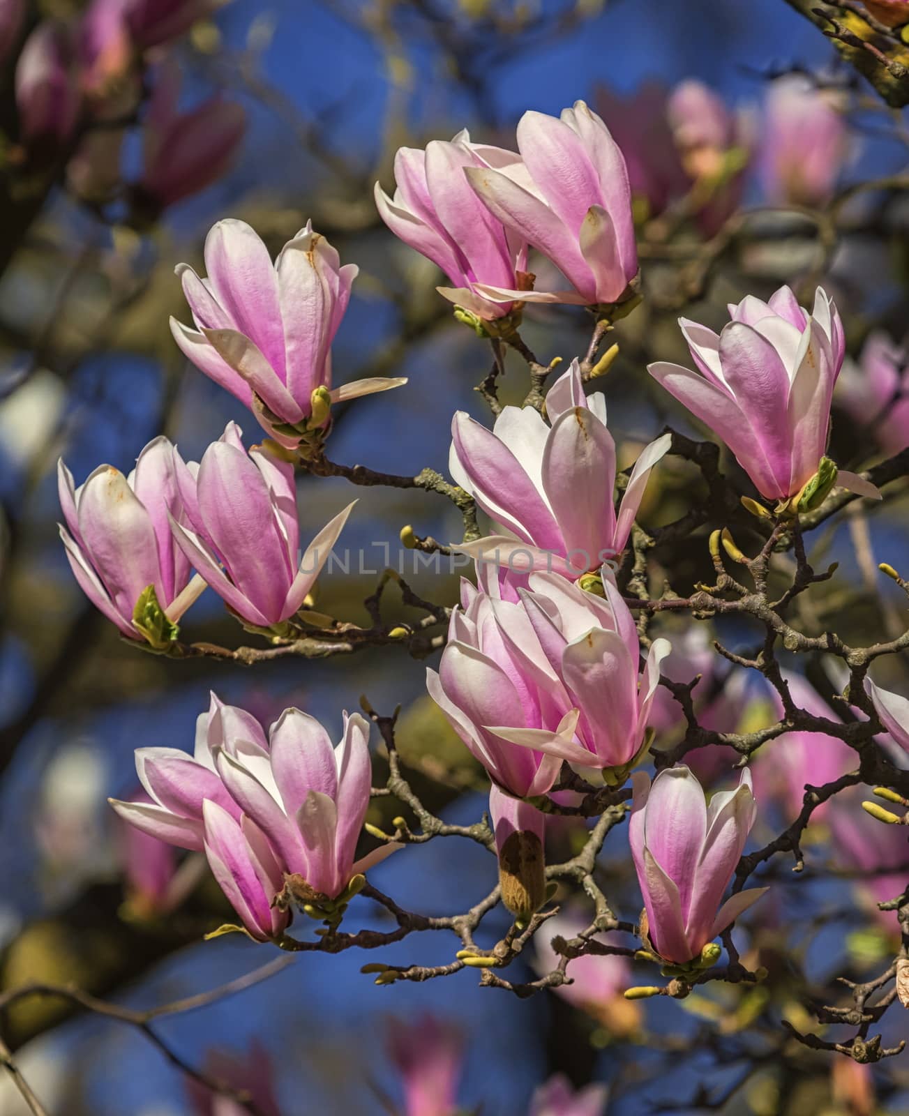 Close up on huangshan, magnolia cylindrica, flowers by day