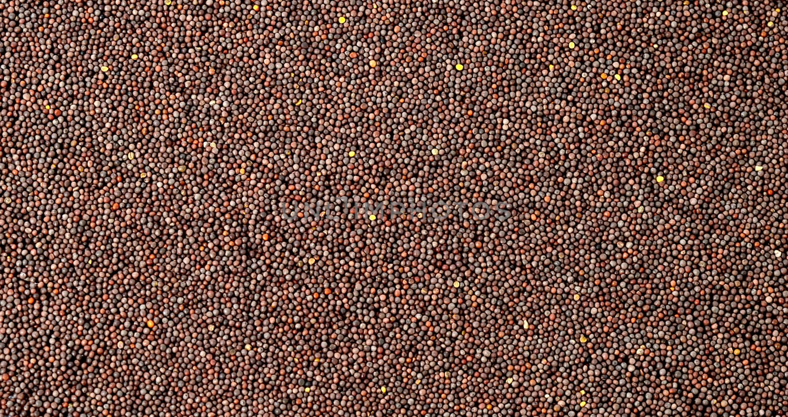 Brown Mustard Seeds as a background