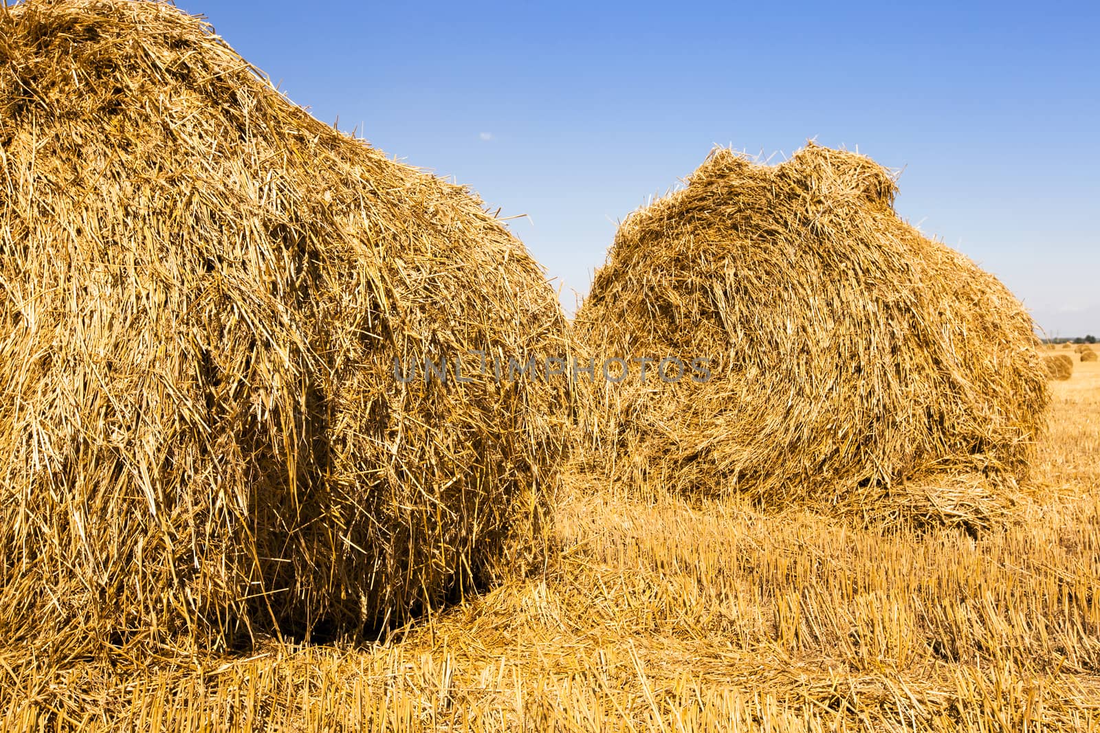   the straw combined nearby from each other a stack after the harvest company