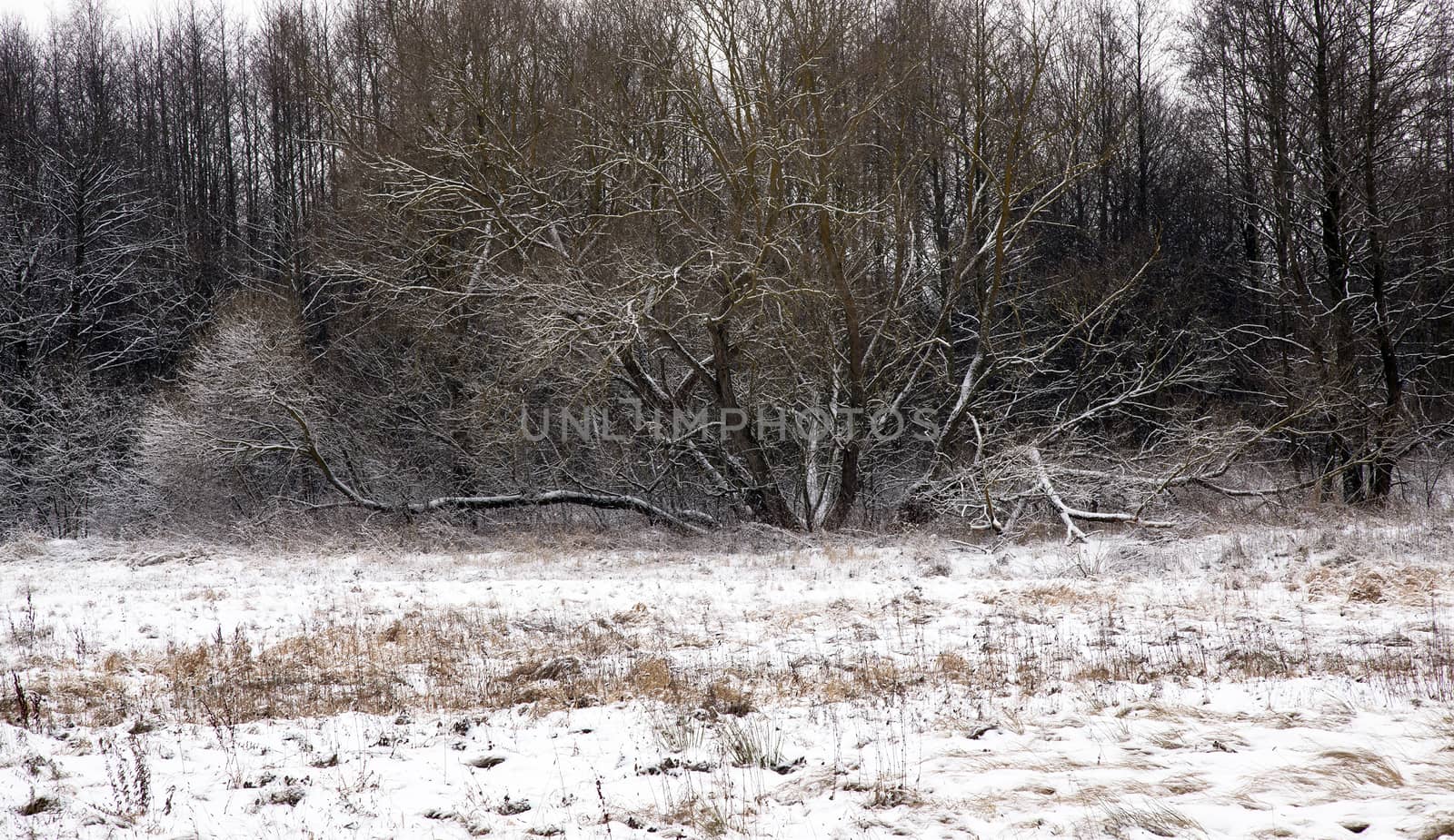   a tree, growing in a snow-covered field in a winter season