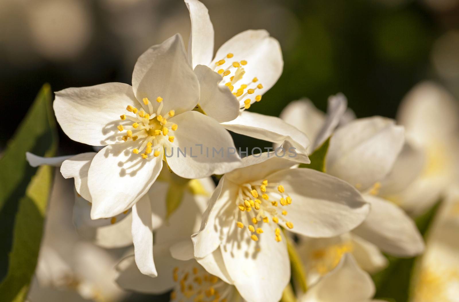   the flowers of a white jasmine photographed by a close up. small depth of sharpness