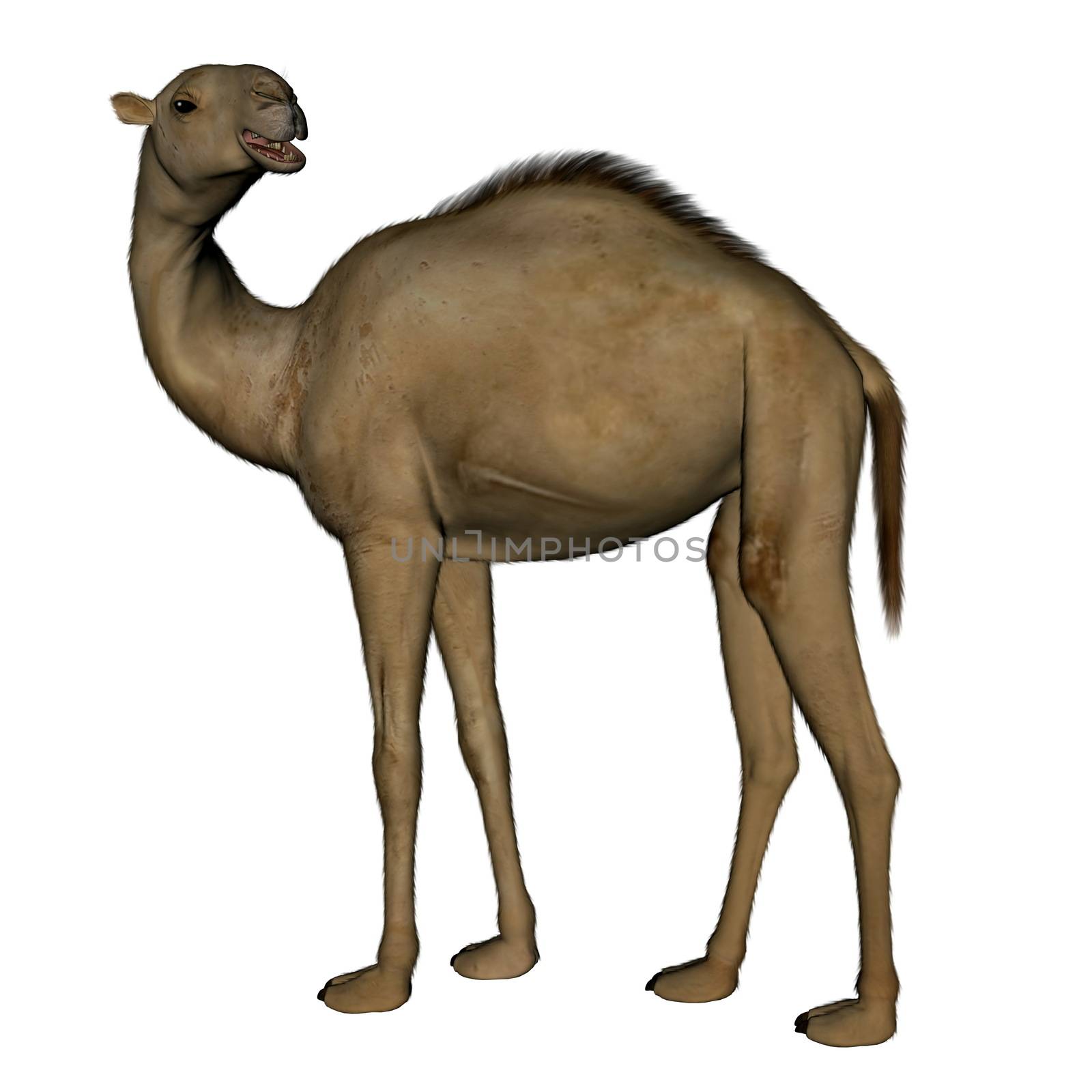 Camel standing isolated in white background - 3D render