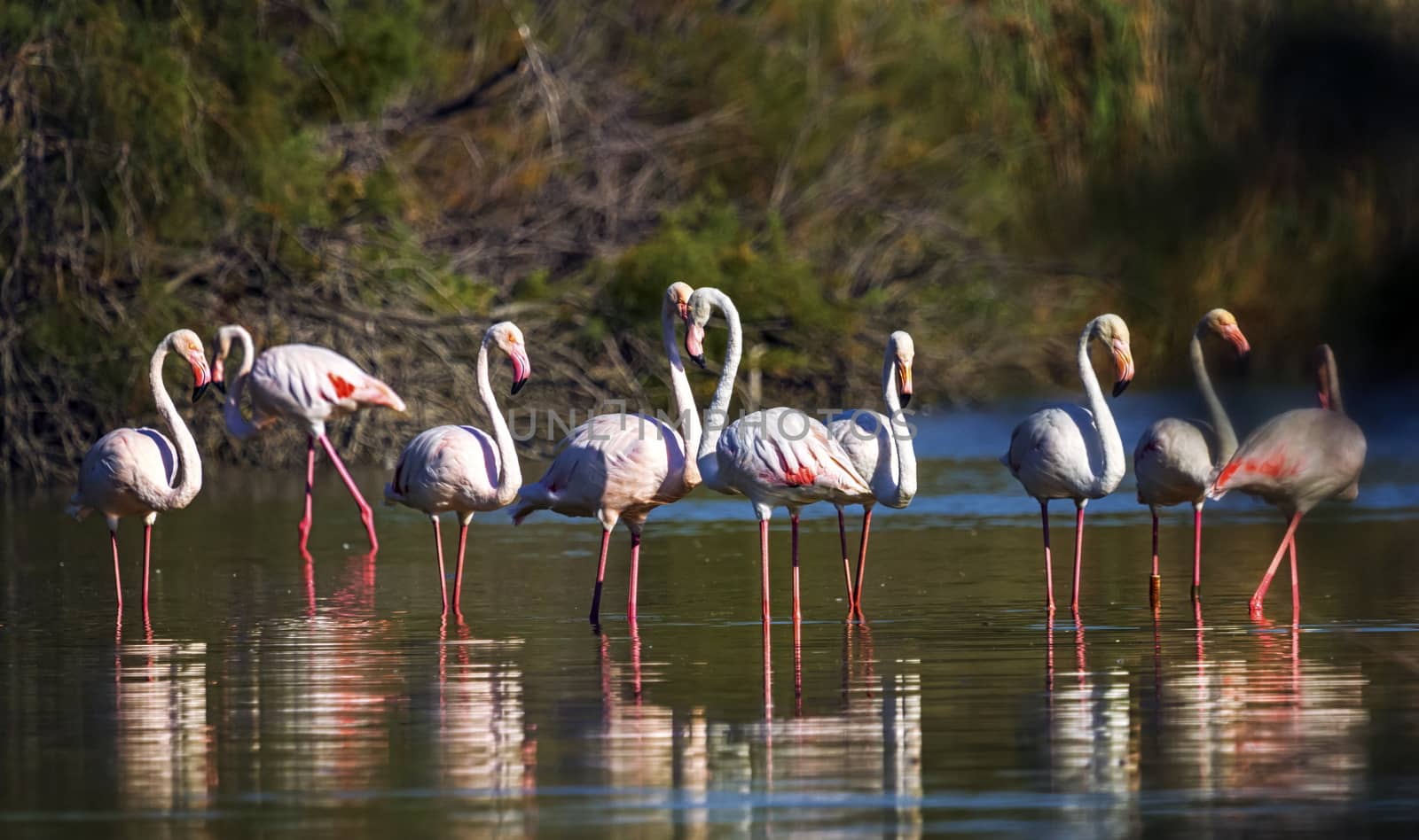 Flock of greater flamingo, phoenicopterus roseus, standing in the pond in Camargue, France