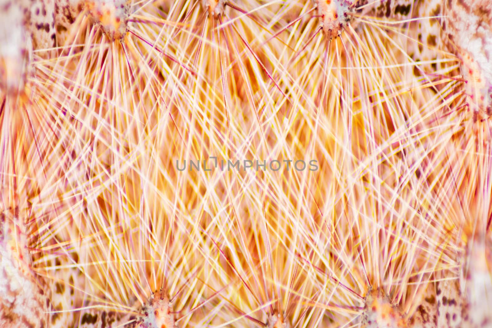 Macro of insect hair and thorns gold for the background is out of focus blur