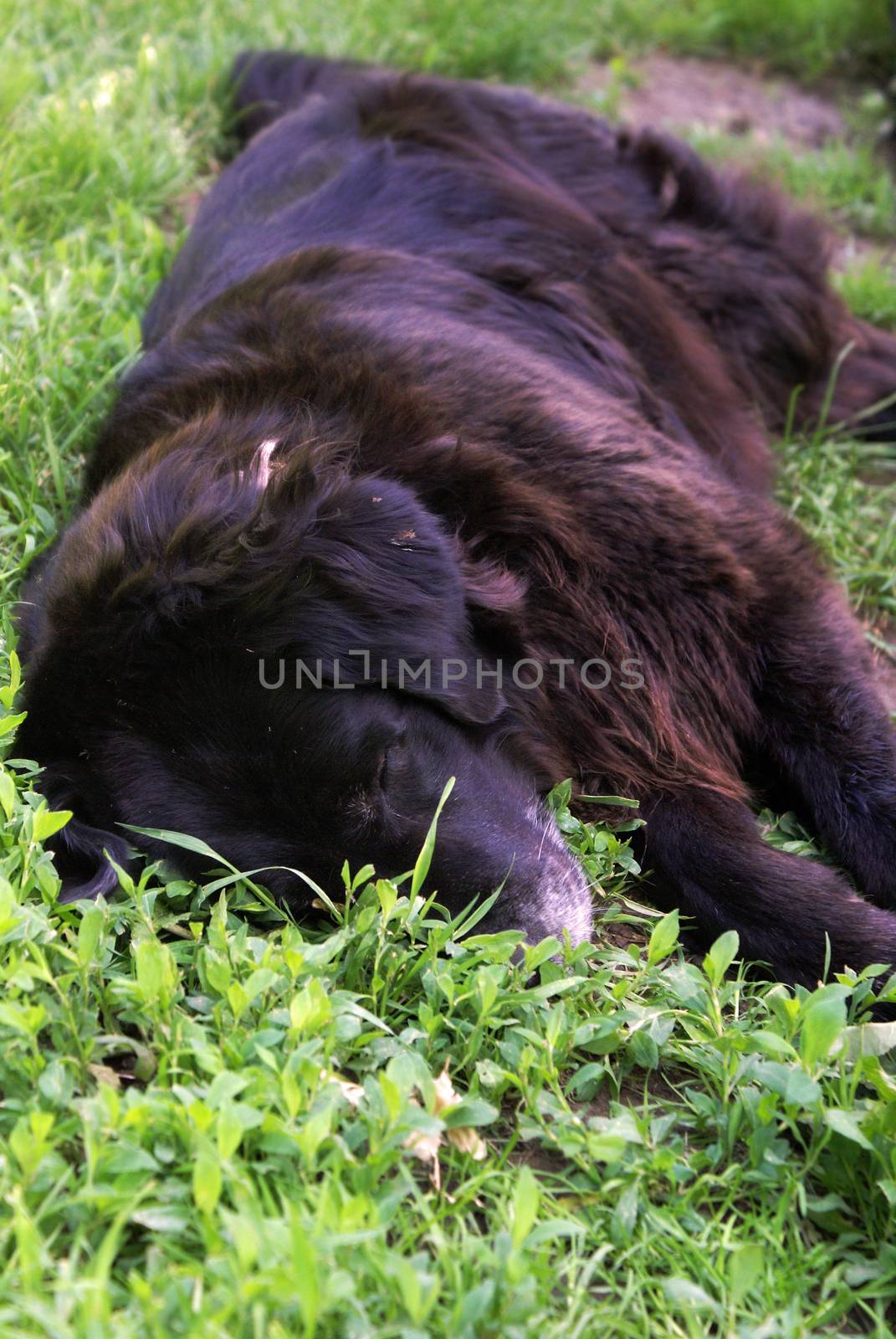 A female lab rests on the cool ground to beat the summer heat.