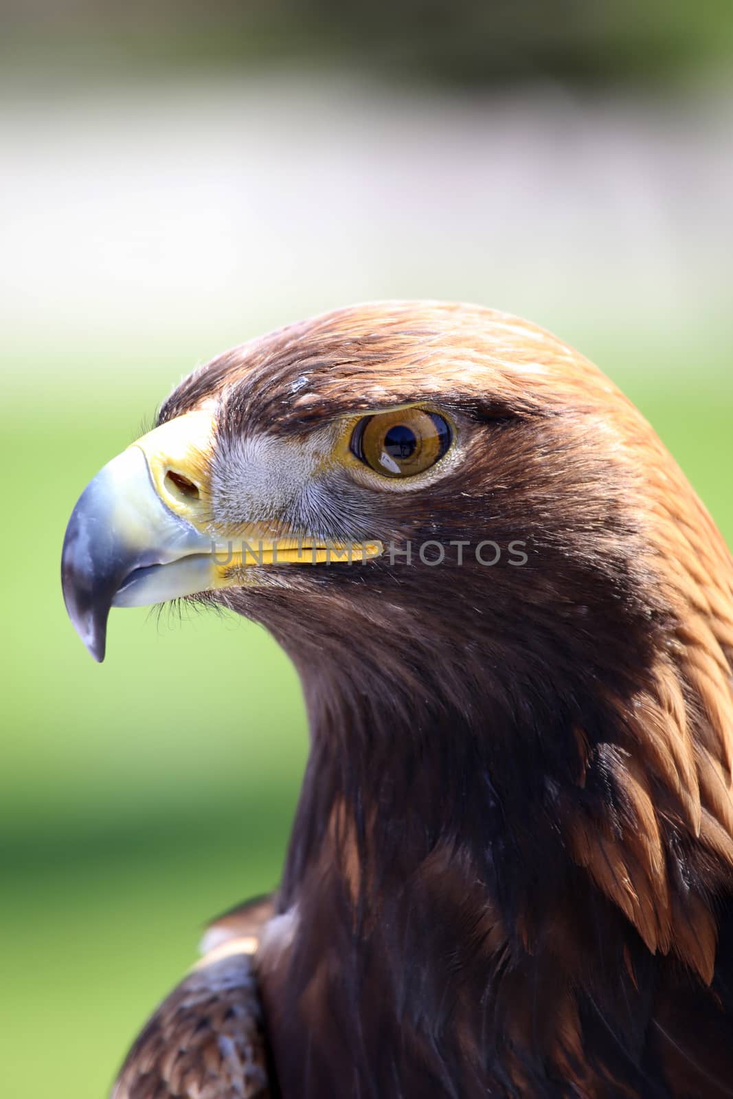 Portrait of an golden eagle staring at camera