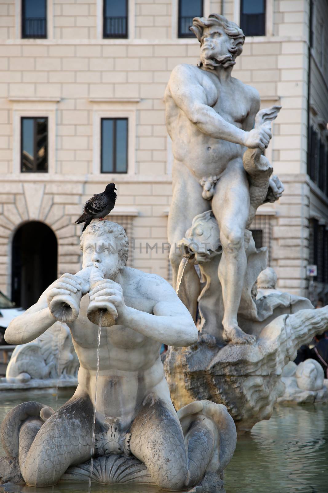 Pigeon sitting on a sculpture Marble Triton, Fontana del Moro in Piazza Navona