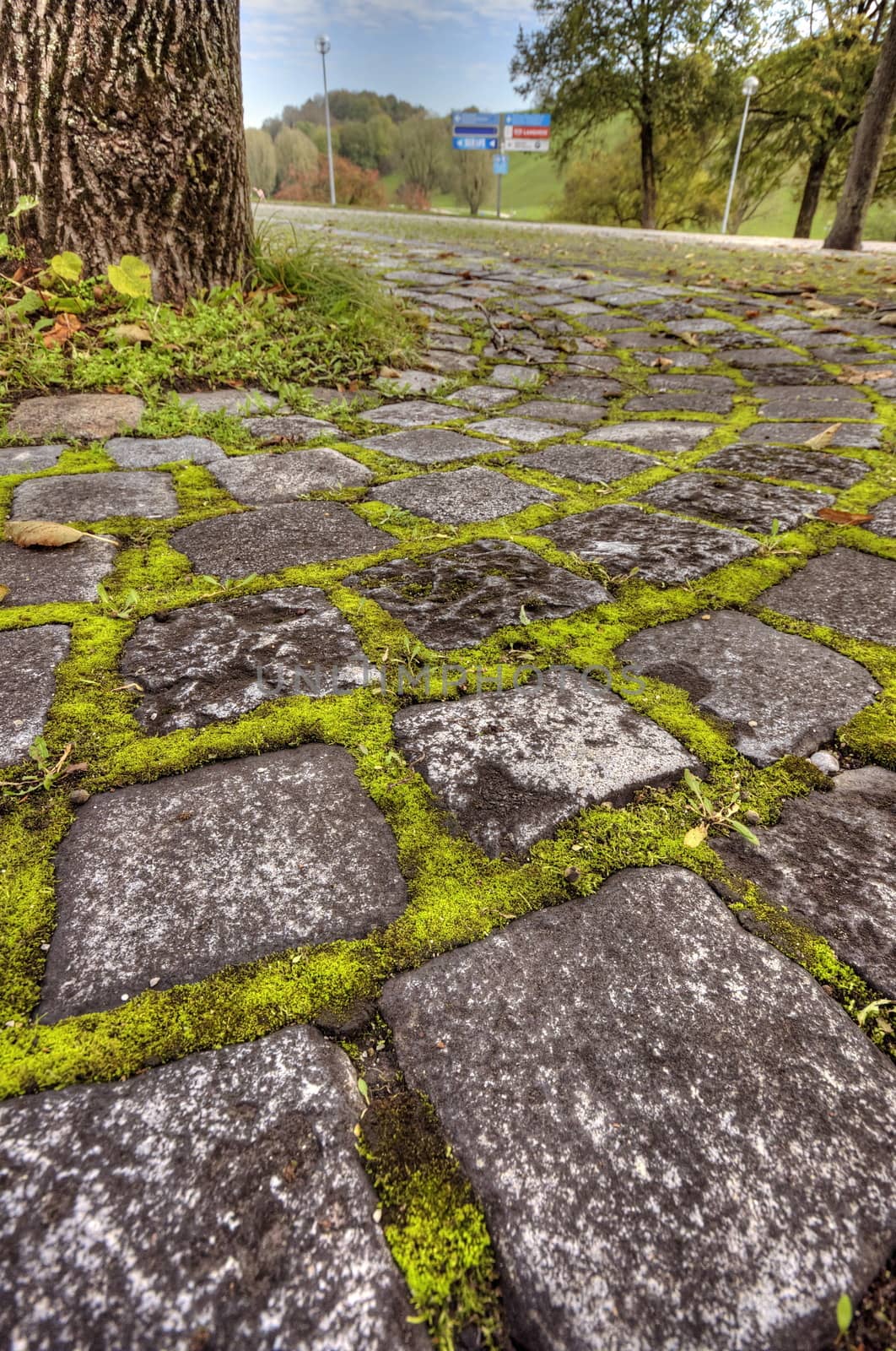 Moss between rocks by anderm