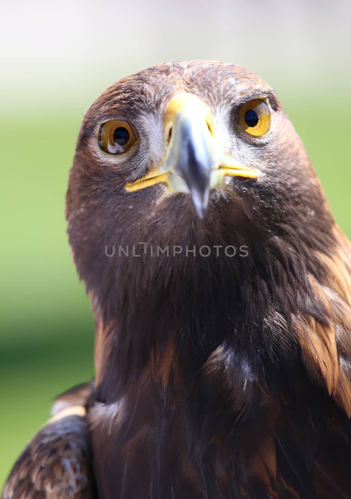 Portrait of an golden eagle by vladacanon