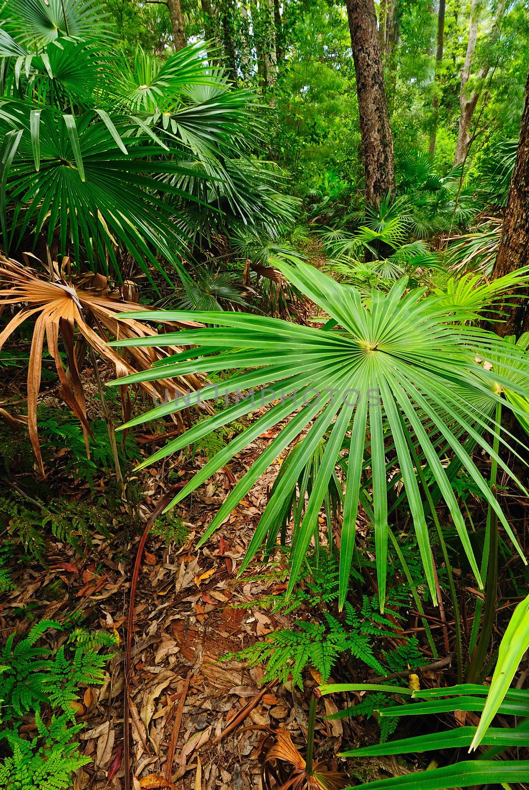 Australian bush forest with green trees and plants