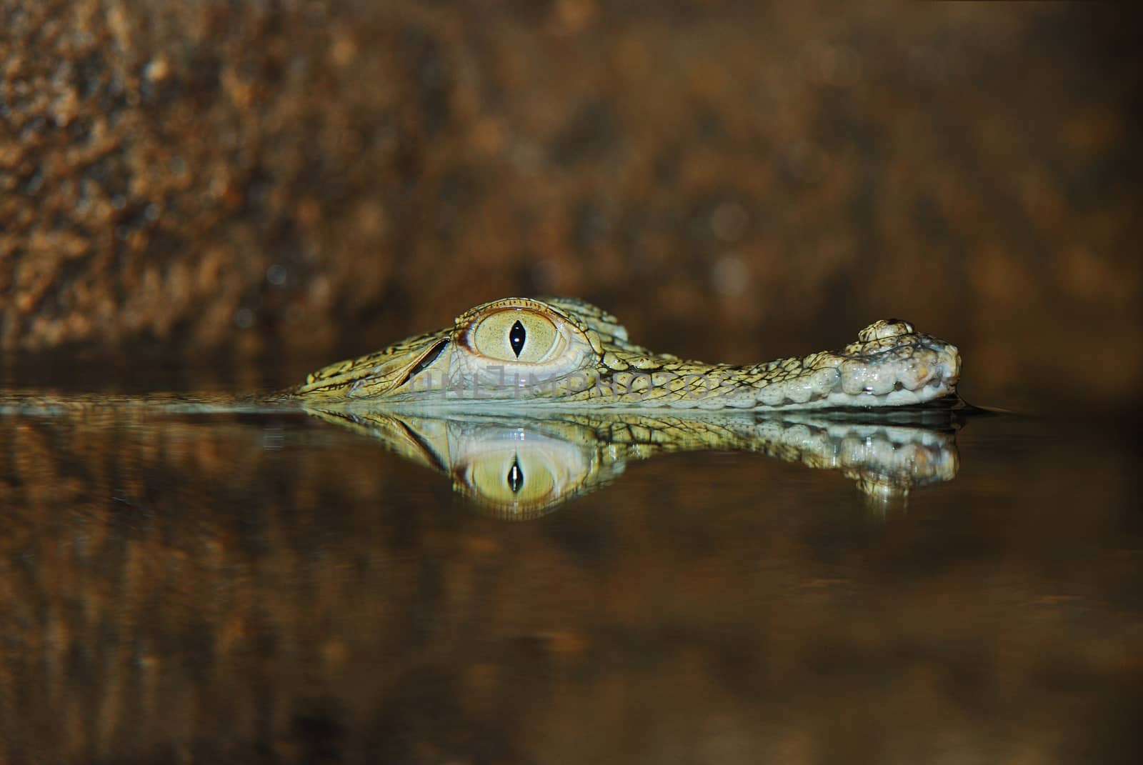 Submerged crorodile with eye and nose over the water