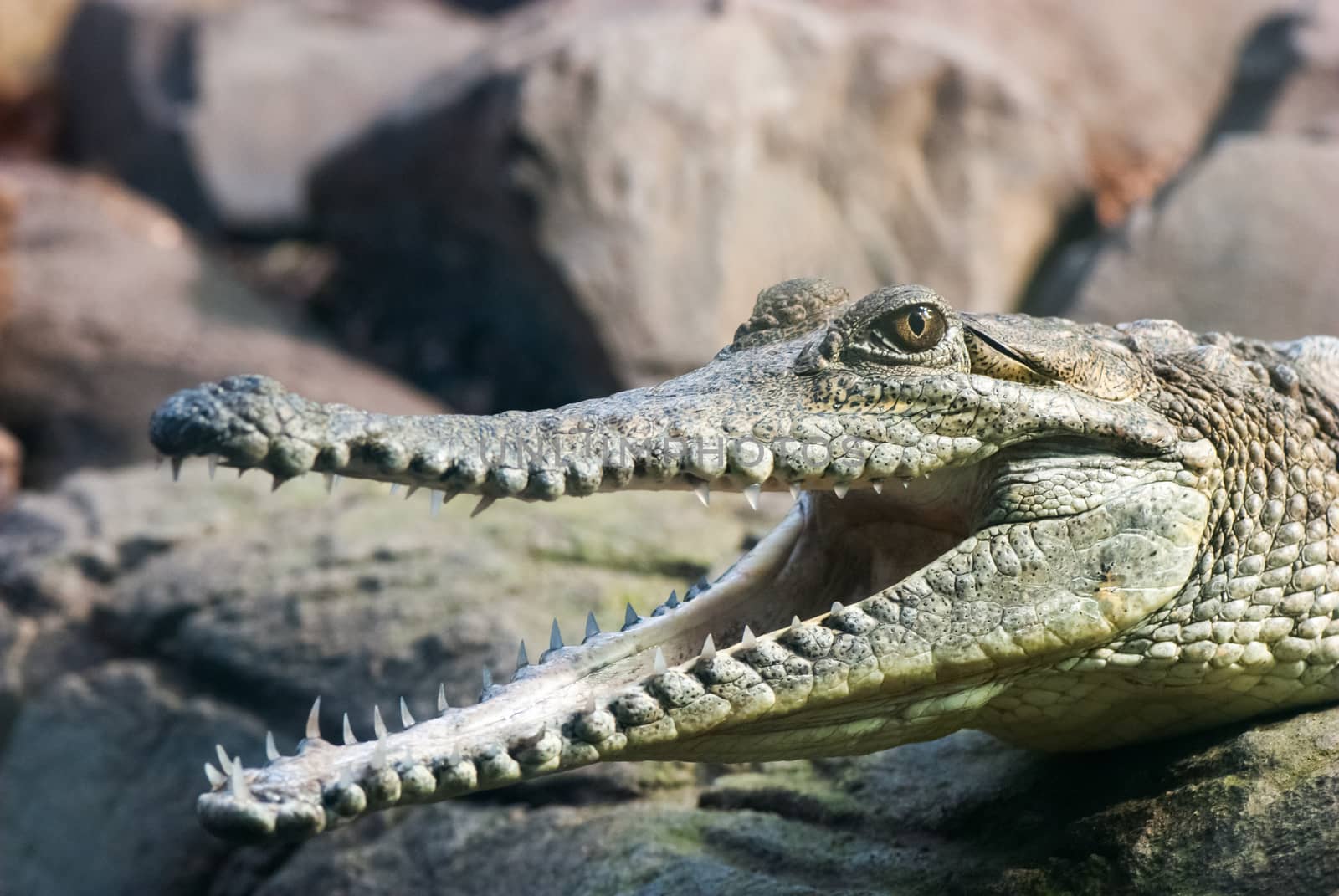 Young crocodile sitting on the rocks with the open mouth