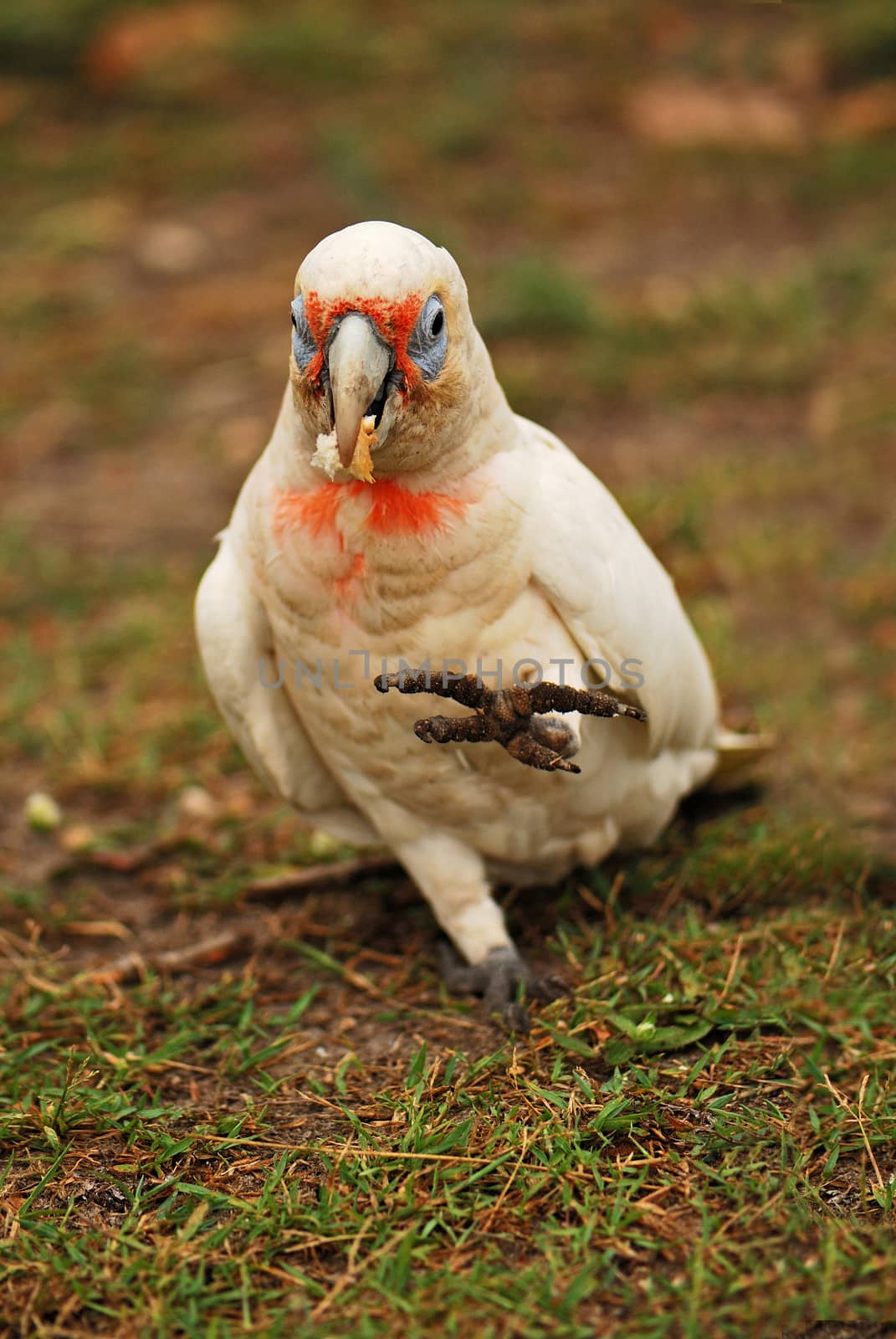 Portrait of little corella with blurred background