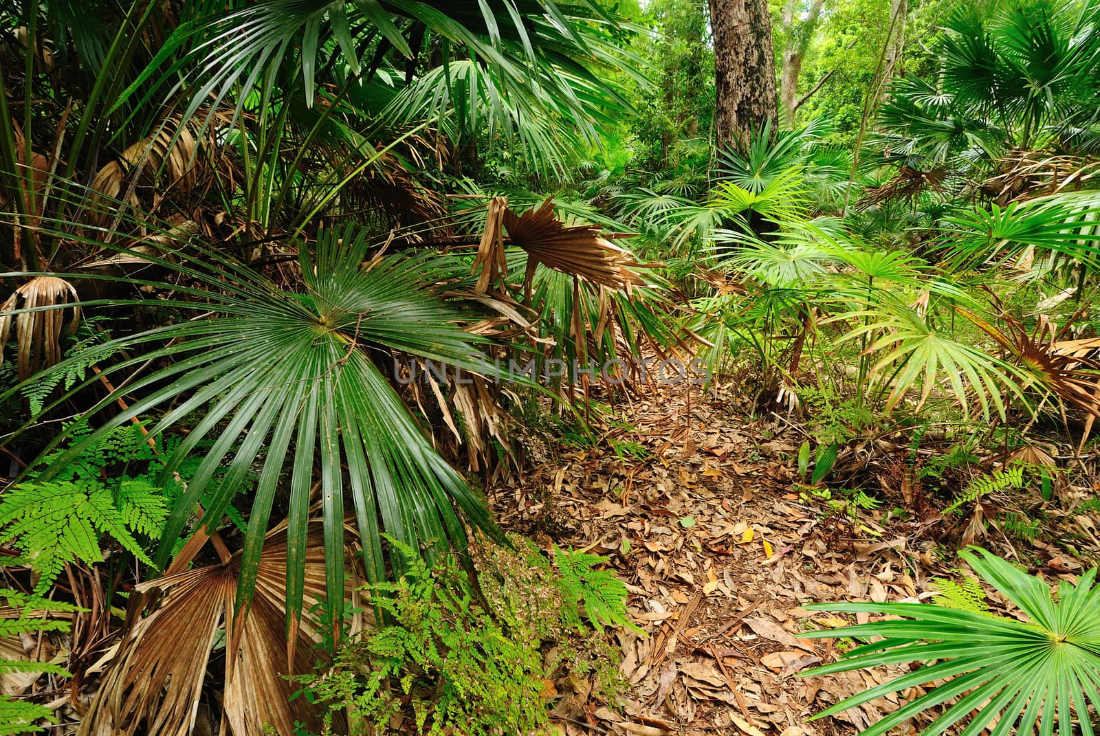 Australian bush forest with green trees and plants