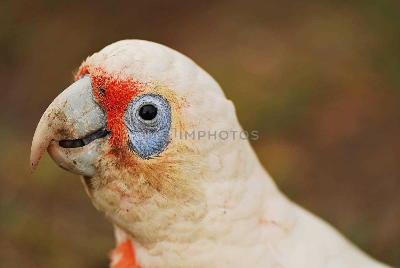 Portrait of little corella with blurred background