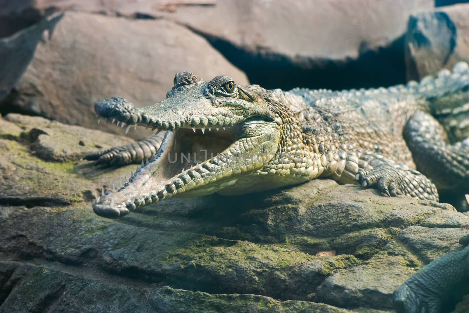 Young crocodile sitting on the rocks with the open mouth
