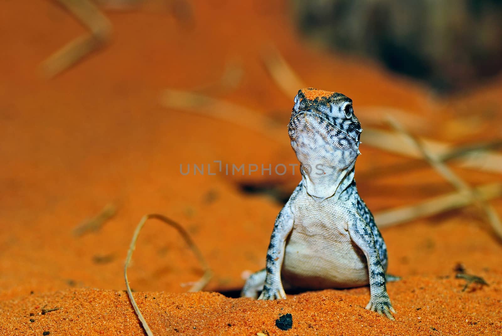 Lizard on the orange sand