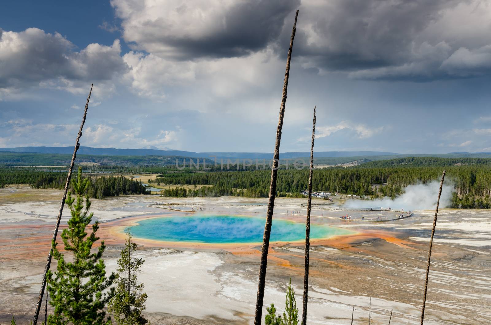 Landscape view of Grand prismatic spring with dry trees in Yello by martinm303