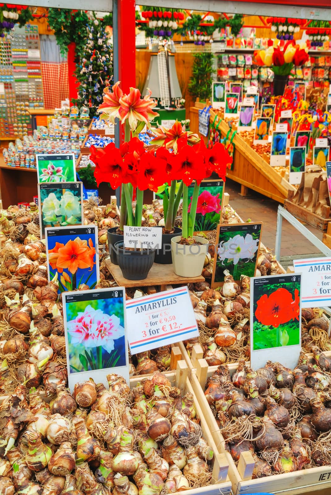 AMSTERDAM - APRIL 17: Boxes with bulbs at the Floating flower market  on April 17, 2015 in Amsterdam, Netherlands. It’s usually billed as the “world’s only floating flower market”.