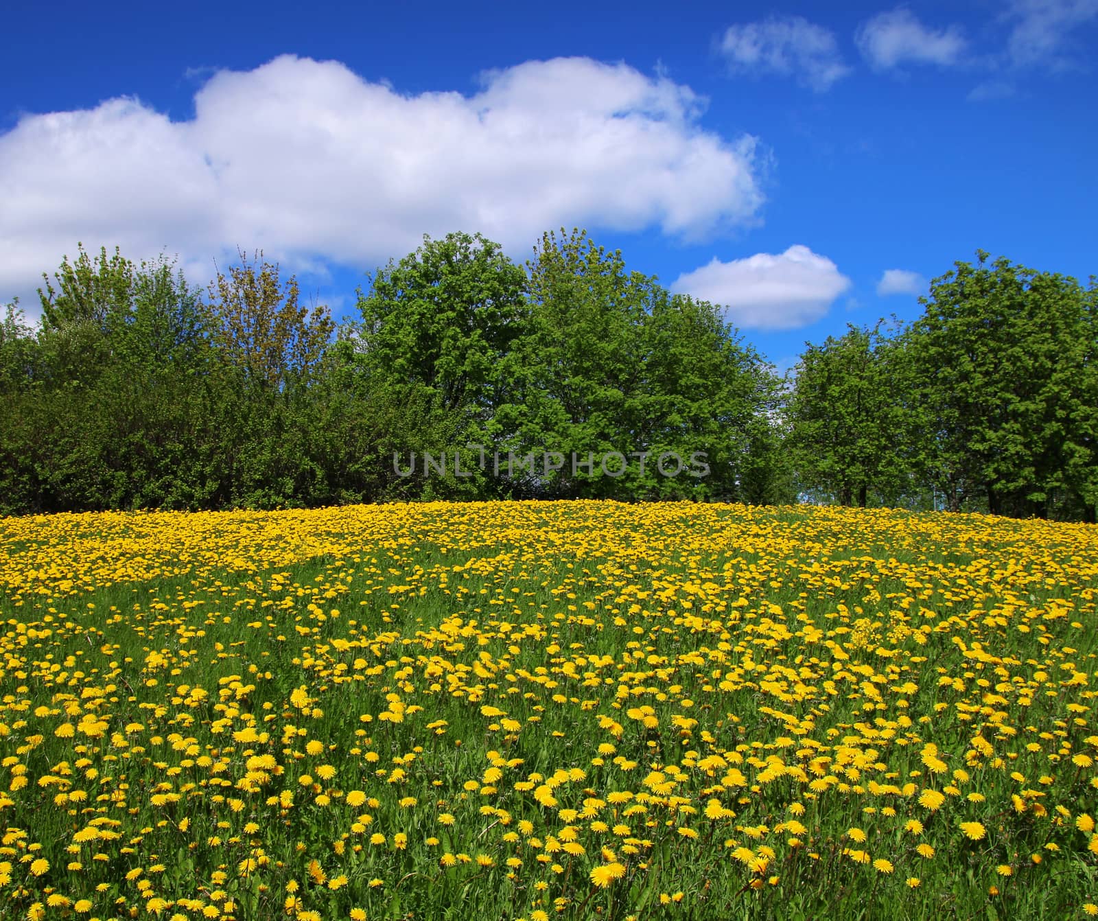 Yellow dandelions blossoming on green spring field meadow