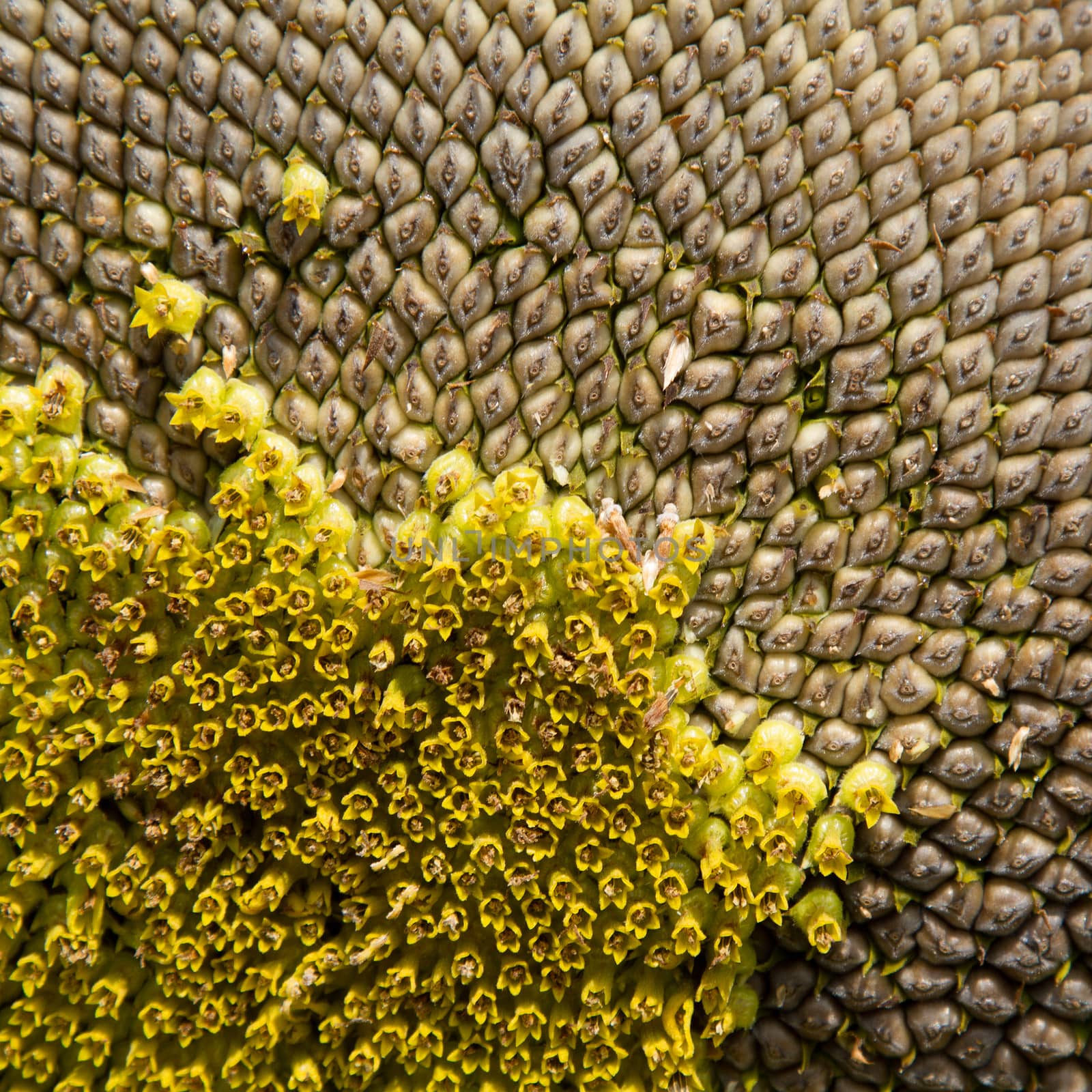 Closeup of a sunflower with pattern of seeds