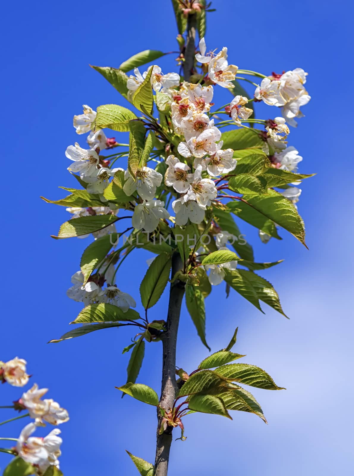 Wild, sweet, bird or gean cherry tree, prunus avium, flowers by Elenaphotos21