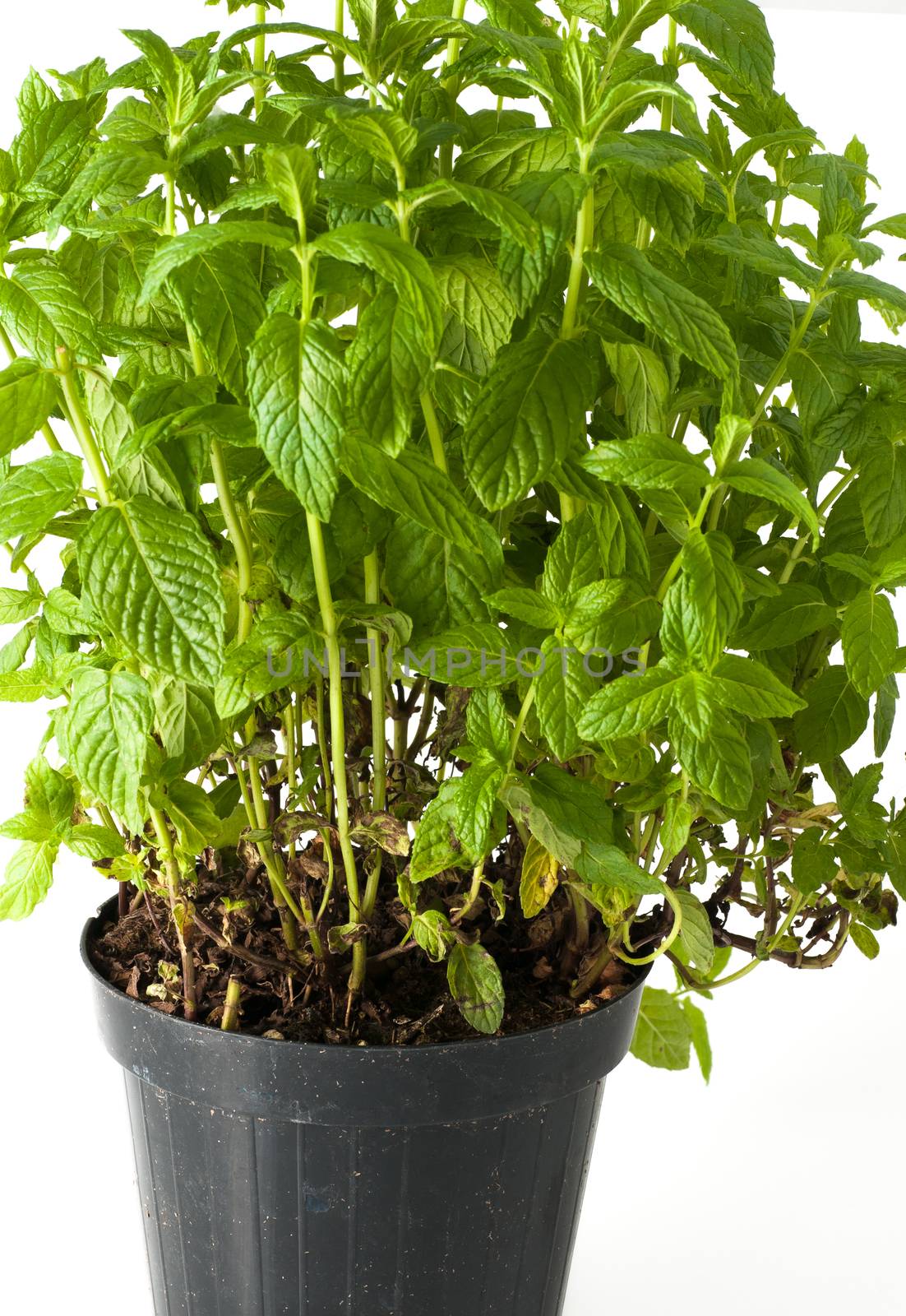 mint plant with pot and roots